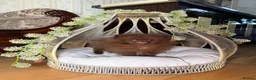 Pomeranian dogs for sale: Chocolate Pomeranian Girl and boys - Advert 19