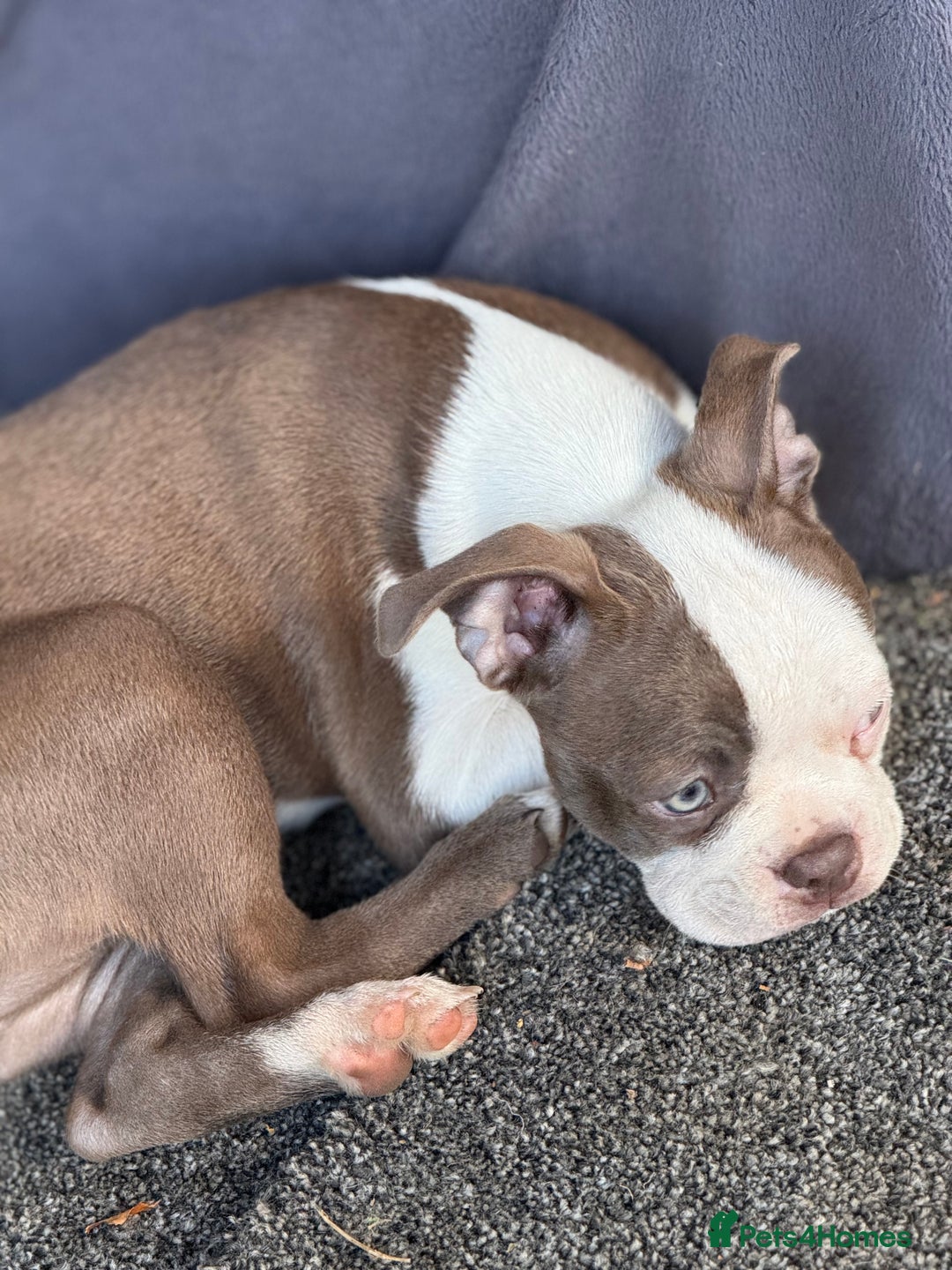 Boston Terrier dogs for sale: 2 females left !!!!!!! - Image 21