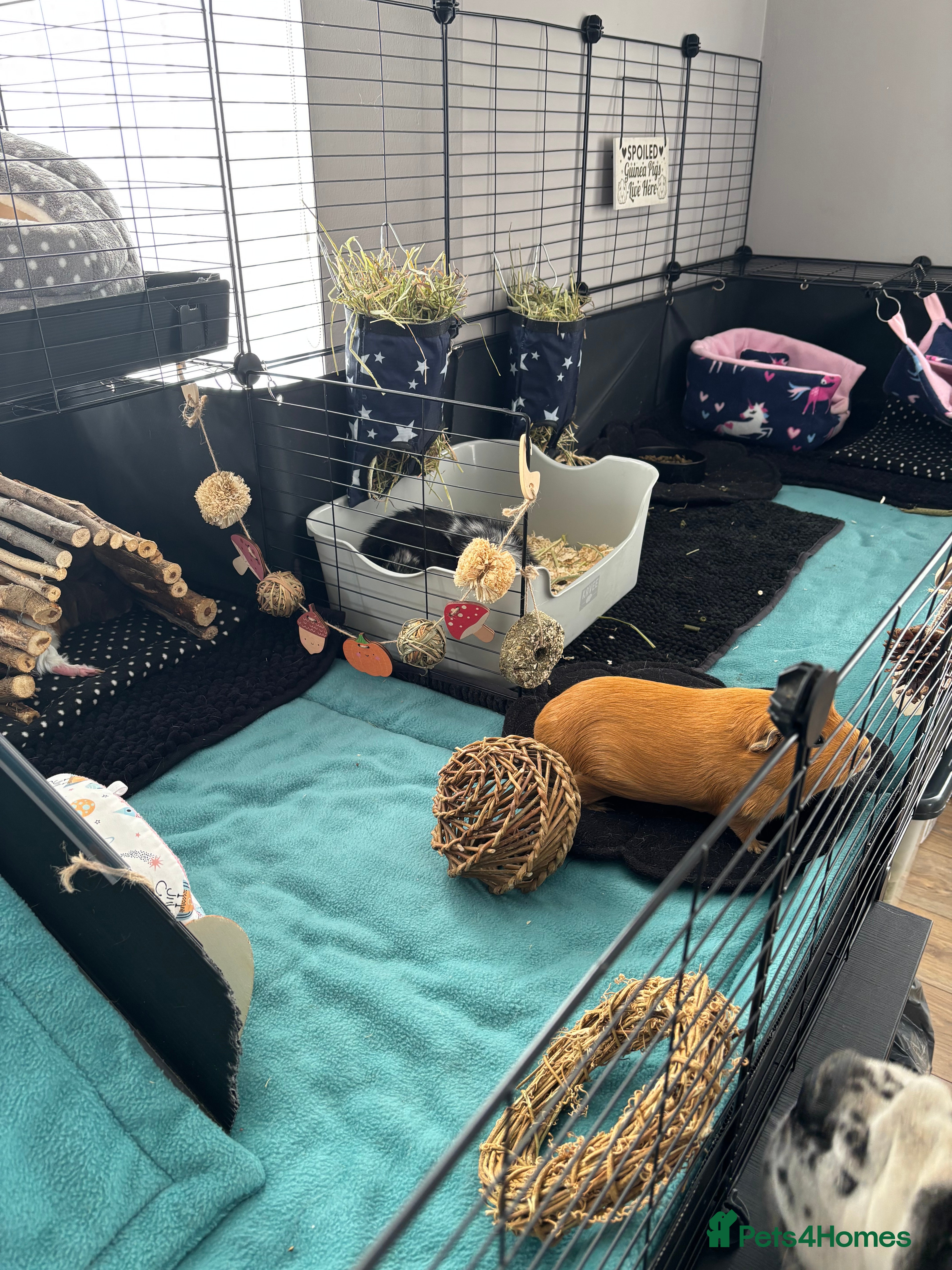 Guinea Pig rodents Female guinea pigs - Advert 3