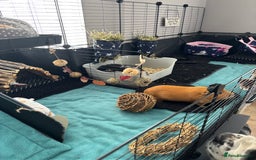 Guinea Pig rodents for sale: Female guinea pigs - Advert 1