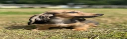 Miniature Dachshund dogs for sale: KC Registered Miniature Dachshunds at Westfena  - Advert 16