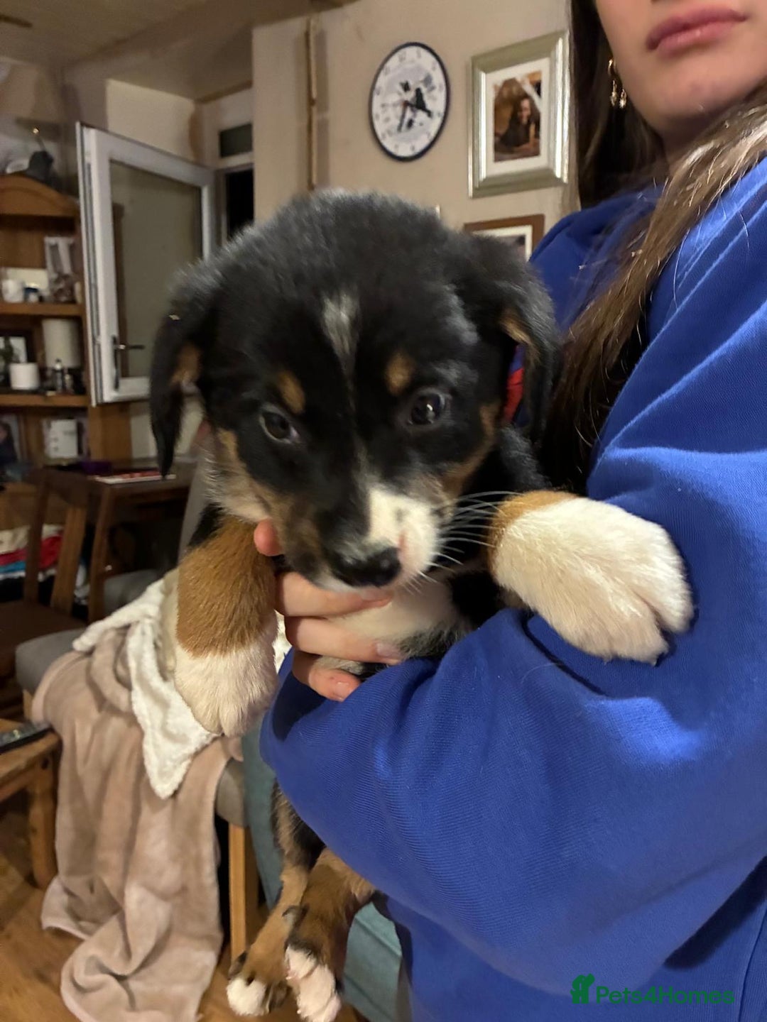Mixed Breed dogs for sale: Bernese x border collie puppies in Rhayader - Advert 12