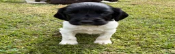 English Springer Spaniel dogs for sale: KC Working Springer Springer Puppies - Advert 5