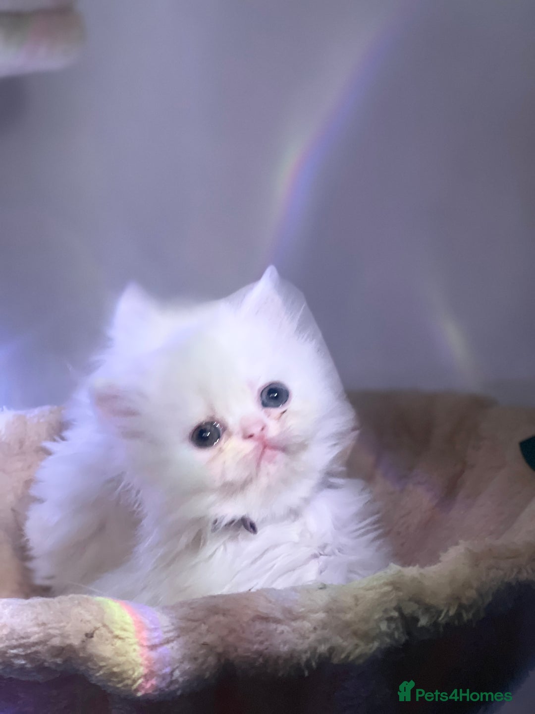 Persian cats for sale: ♥️🍃 ꨁ EXOTIC PERSIAN DOLL FACE KITTENS FOR SALE - Advert 2
