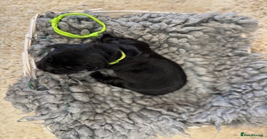 Goldador dogs - Advert 7