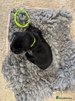 Goldador dogs - Advert 1