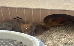 Guinea Pig rodents for sale: 2 male Teddy guinea pigs and all accessories  in Macclesfield - Image 4