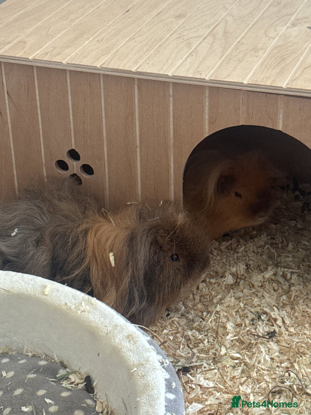 Guinea Pig rodents for sale: 2 male Teddy guinea pigs and all accessories  in Macclesfield - Image 4