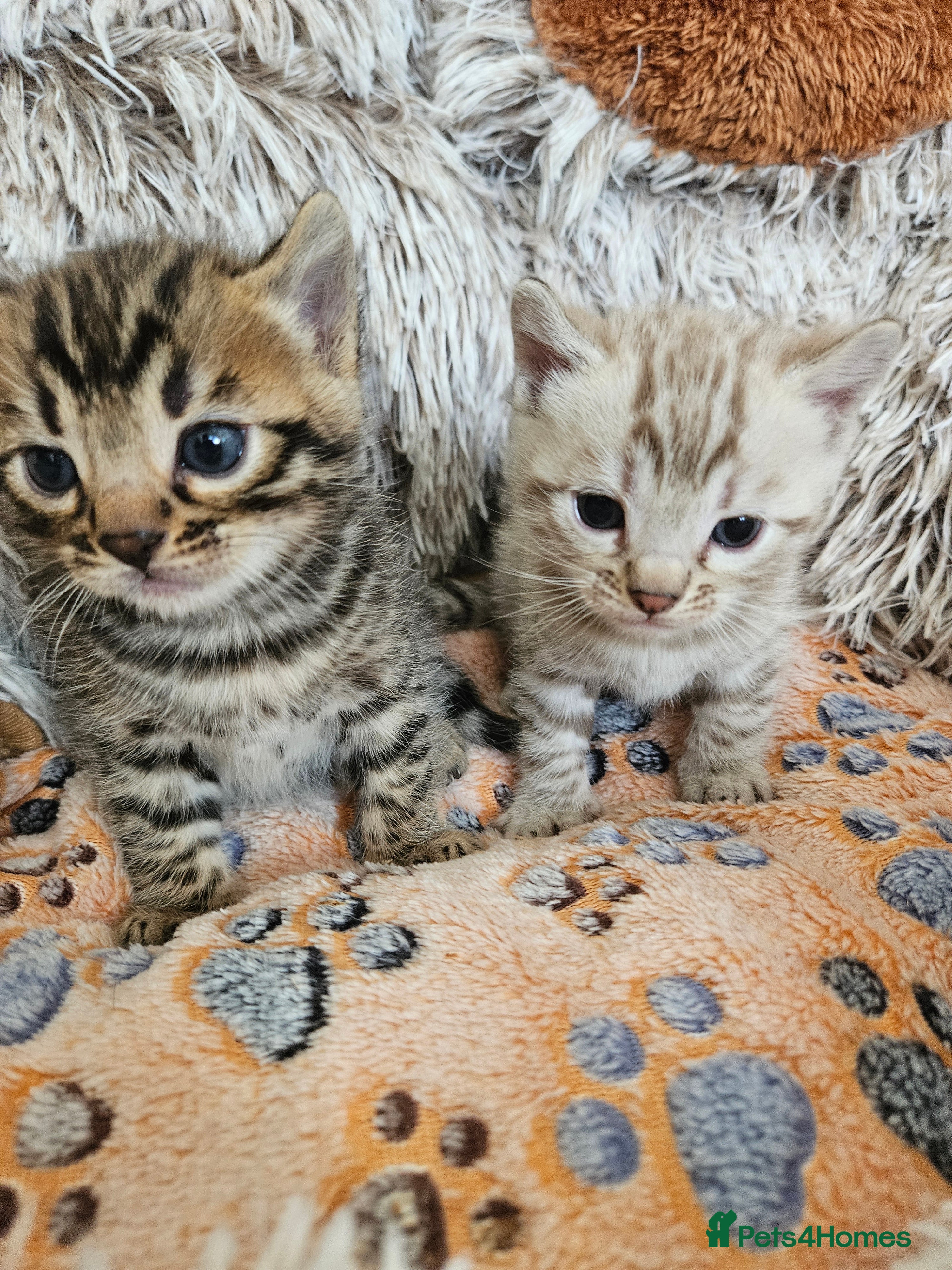 Bengal cats Stunning Bengal Kittens | TICA Registered - Advert 12