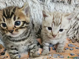 Bengal cats Stunning Bengal Kittens | TICA Registered - Advert 12