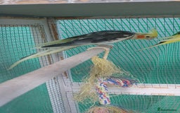 Cockatiels birds for sale: 3 cocketiels for sale - Image 8
