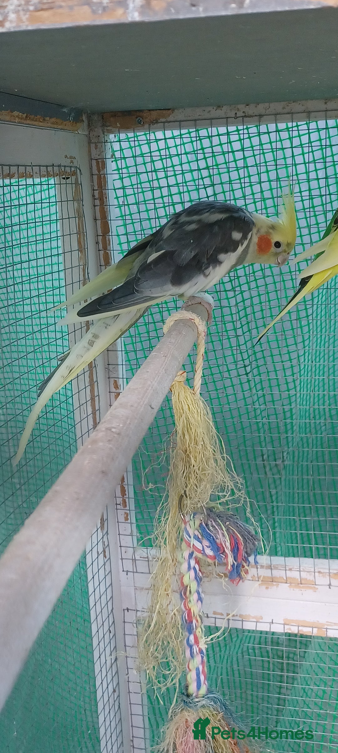 Cockatiels birds for sale: 3 cocketiels for sale - Image 8