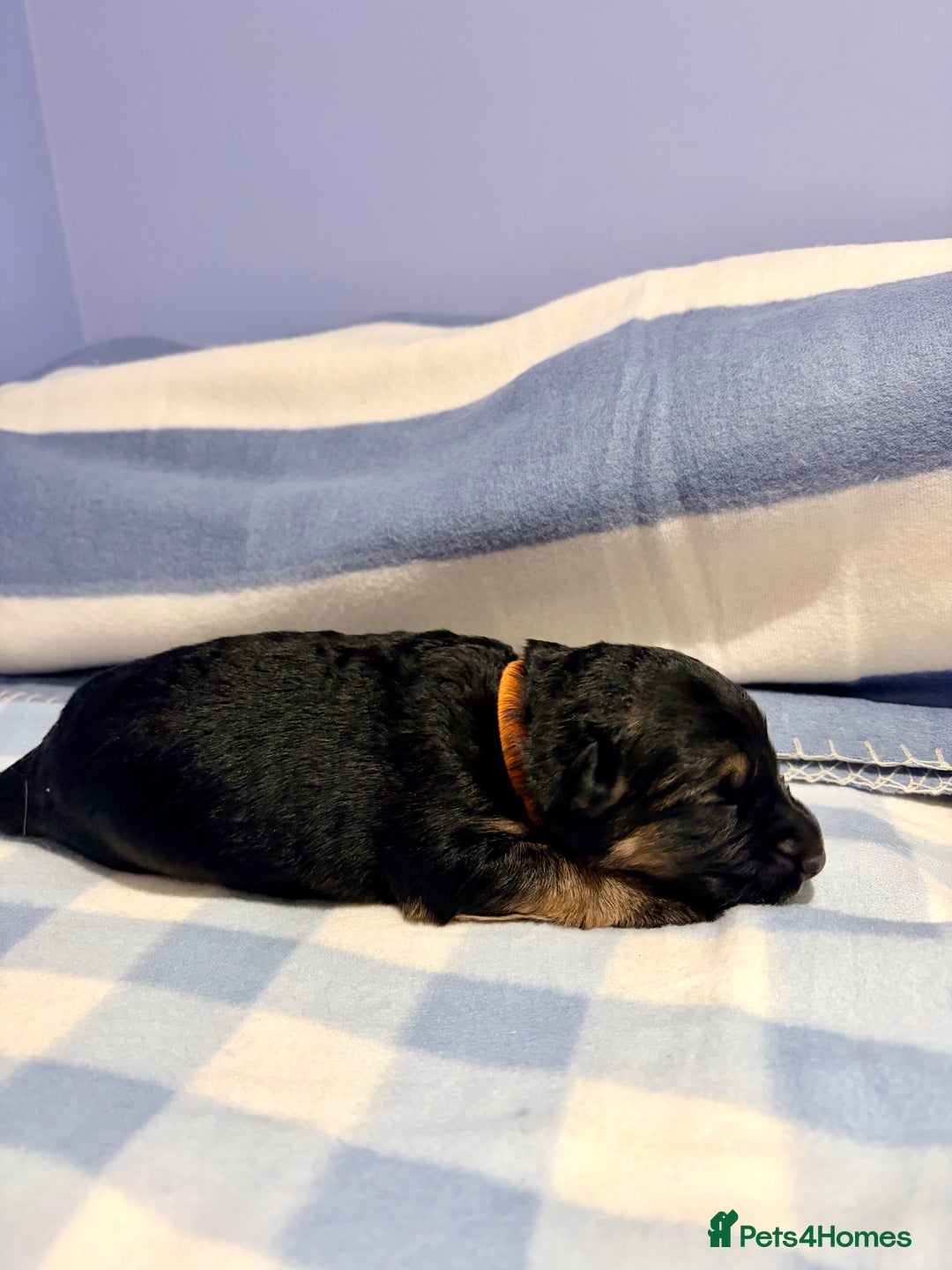 German Shepherd dogs for sale: 🐶 Beautiful KC Registered Puppies Available 🐶 - Advert 5