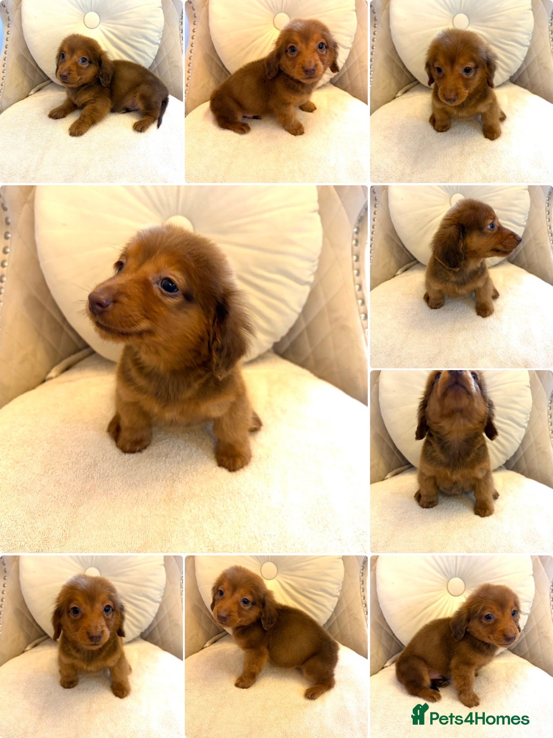 Miniature Dachshund dogs for sale: Dachshund puppy only 1 Boy still available  - Advert 36