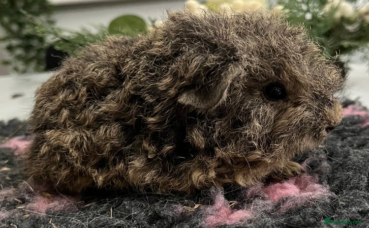 Guinea Pig rodents Gorgeous baby Guinea pigs available.  - Advert 15