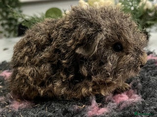 Guinea Pig rodents Gorgeous baby Guinea pigs available. - Advert 2