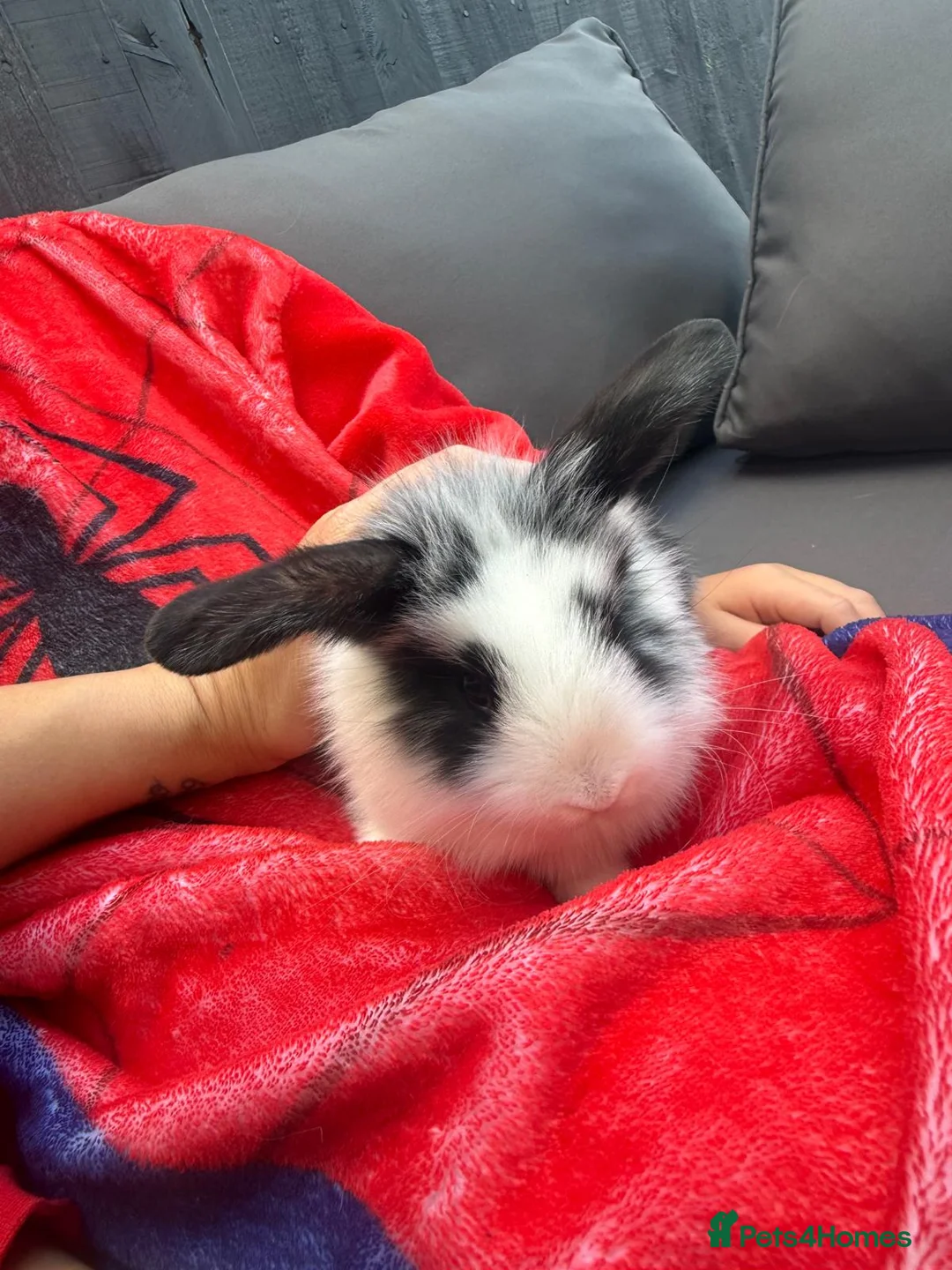 Mini Lop rabbits for sale: 4 adorable mini lops for sale  - Advert 10