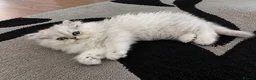 Persian cats for sale: Playful chunky ready to go!  - Advert 6