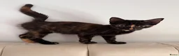 Domestic Shorthair cats for sale: Tortoiseshell girl kitten - Advert 4