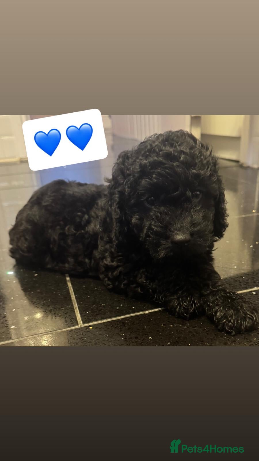 Cockapoo dogs Stunning cockapoo puppies  in Ashford - Advert 6