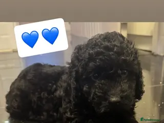 Cockapoo dogs Stunning cockapoo puppies in Ashford - Advert 8