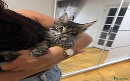 Maine Coon cats for sale: XL pure Maine coon kittens 💖 in Wellingborough - Image 12