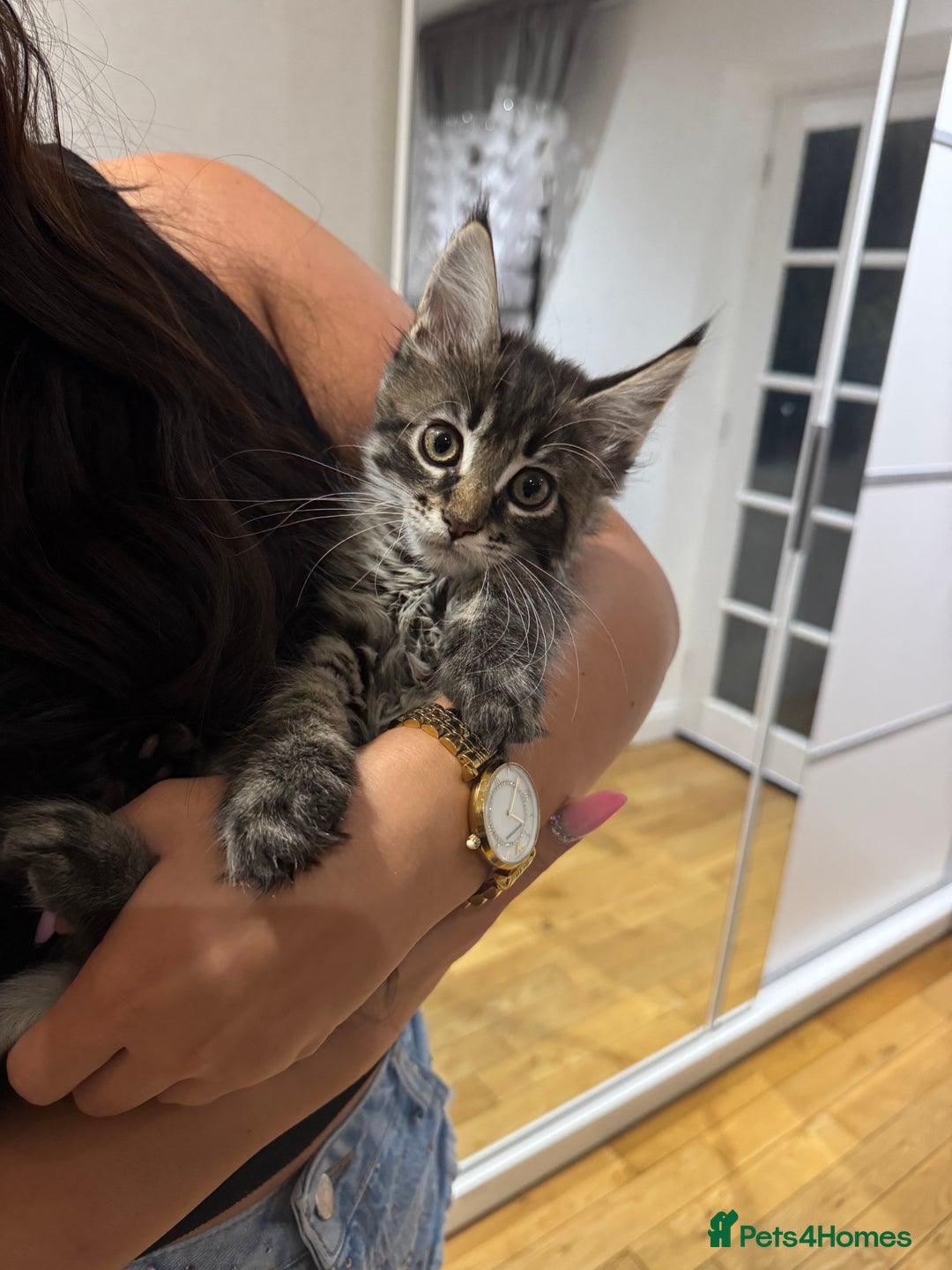 Maine Coon cats for sale: XL pure Maine coon kittens 💖 in Wellingborough - Image 12
