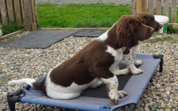 English Springer Spaniel dogs for sale: Two Gorgeous Boy English Springer Spaniel Puppies  - Image 32