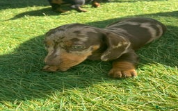 Dachshund dogs for sale: Dachshund Puppies - Image 11