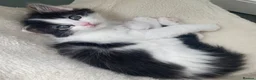Ragdoll cats for sale: Adorable Ragdoll Cross Kittens - Advert 17