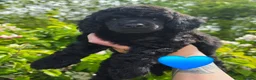 Miniature Poodle dogs for sale: Final 2 - health tested - exceptional quality  - Advert 2