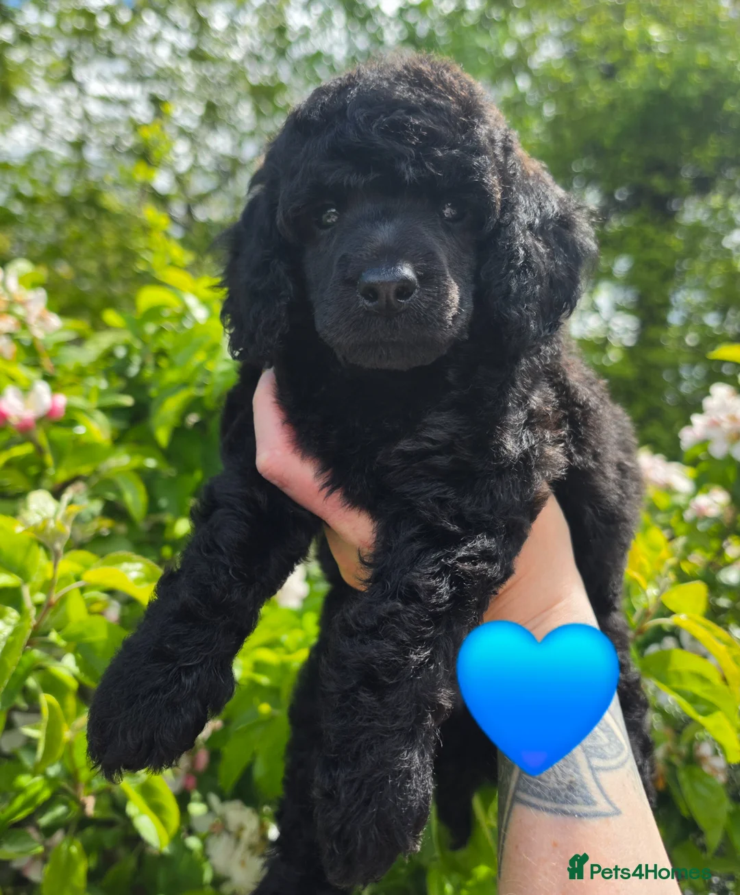 Miniature Poodle dogs for sale: Final 2 - health tested - exceptional quality  - Advert 2