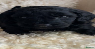 Cavapoo dogs - Advert 12