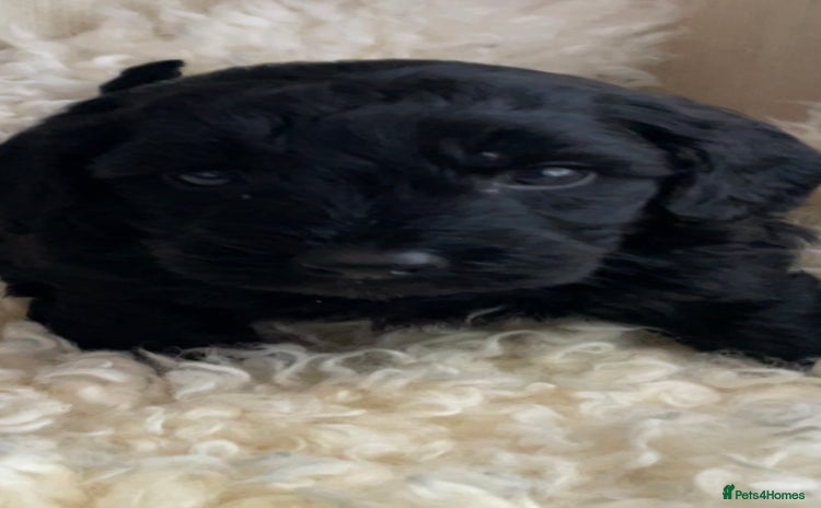 Cavapoo dogs - Advert 1