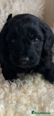 Cavapoo dogs - Advert 1