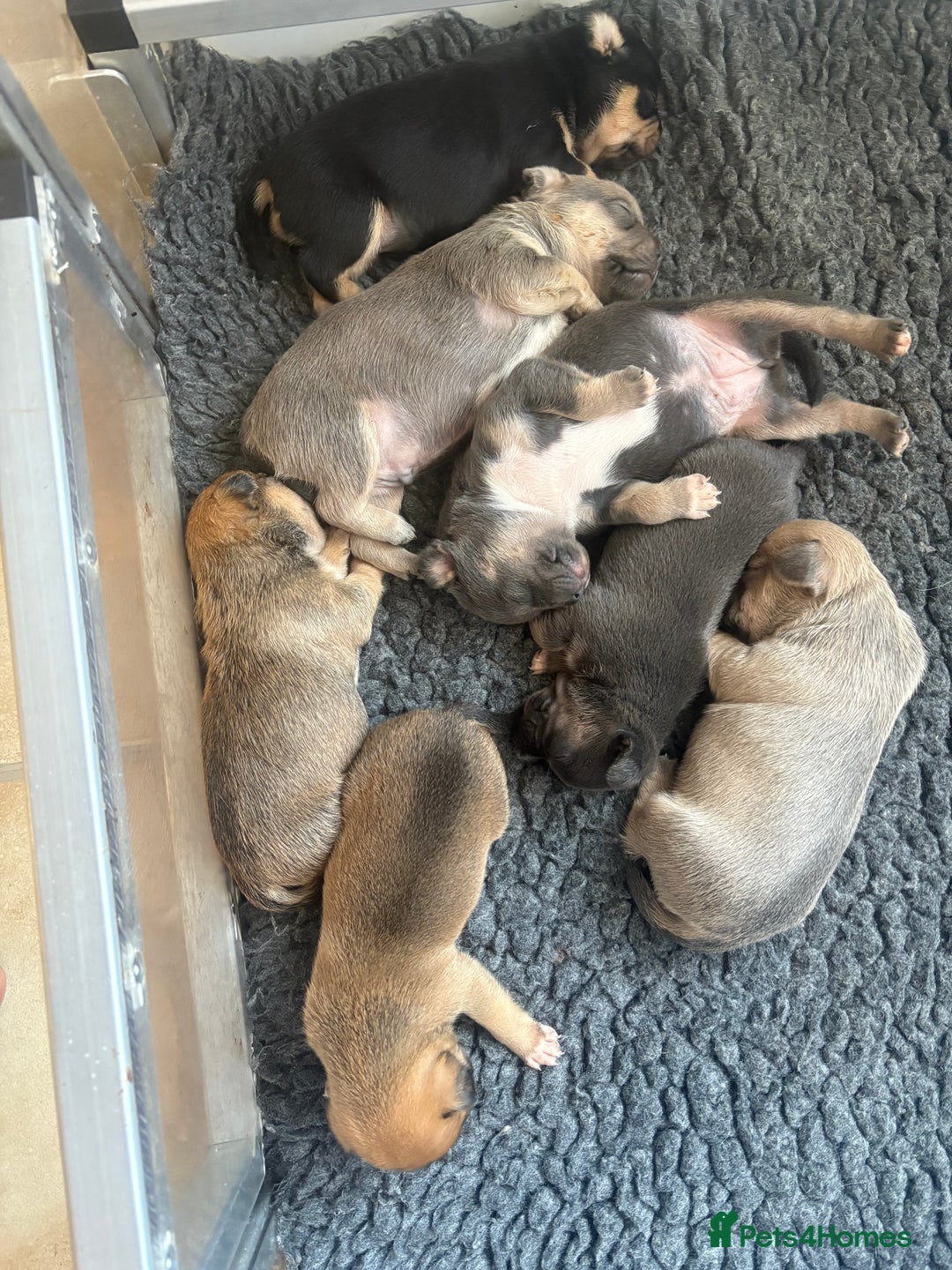 Mixed Breed dogs for sale: French billhuahua - Image 10