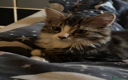 Mixed Breed cats for sale: Siberian mix kitten - Image 4