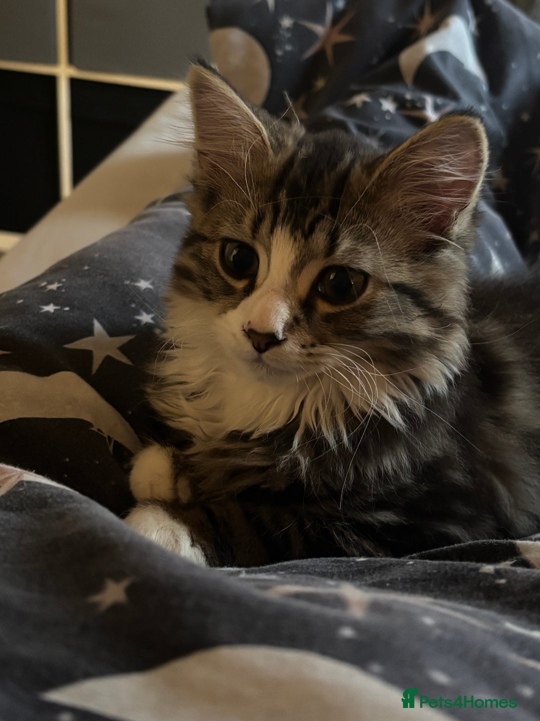 Mixed Breed cats for sale: Siberian mix kitten - Image 4