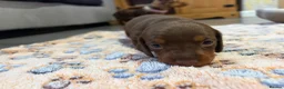 Miniature Dachshund dogs for sale: Ready for there forever homes this Thursday - Advert 25