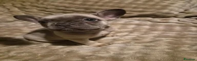 French Bulldog 1