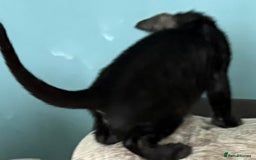 Serengeti cats for sale: Handsome tica reg black smoke male  - Image 16