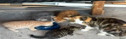 Mixed Breed cats for sale: 6 lovely kittens for sale - Advert 9