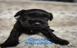 Miniature Schnauzer dogs for sale: Adorable KC Reg Miniature Schnauzer Puppies - Image 8