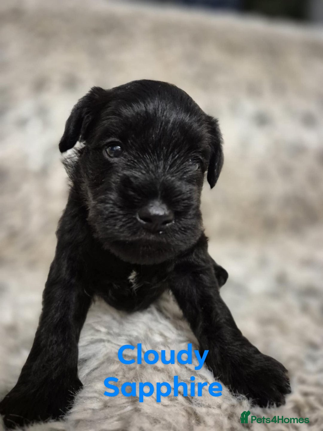 Miniature Schnauzer dogs for sale: Adorable KC Reg Miniature Schnauzer Puppies - Image 8