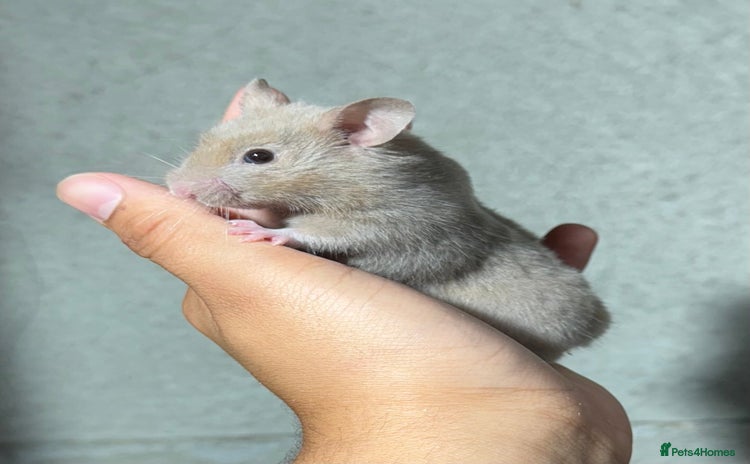 Hamster rodents - Advert 1