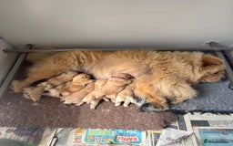 Chow Chow dogs for sale: SHOW QUALITY KC REGISTERED CHOW CHOW PUPPIES - Image 13