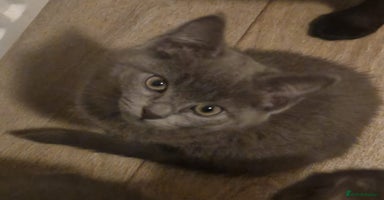 Mixed Breed cats Stunning short-haired kittens - Advert 4