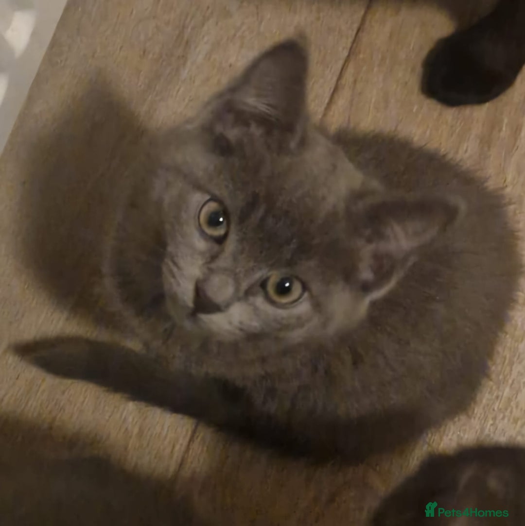 Mixed Breed cats for sale: Purrfect Rare Elf Eared Fur Babies Ready 14th Feb - Advert 8