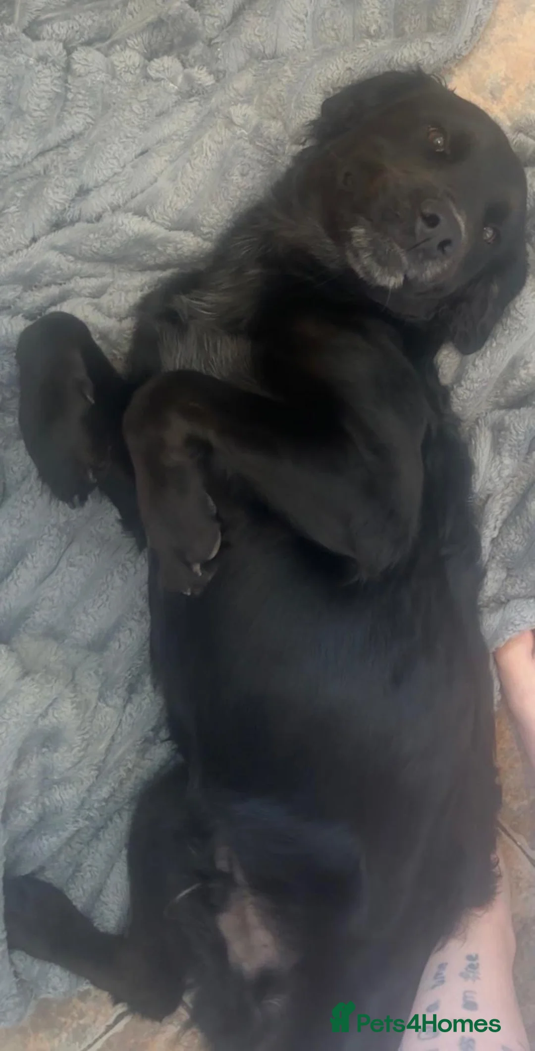 Mixed Breed dogs for sale: Re-home my Labrador  - Advert 2