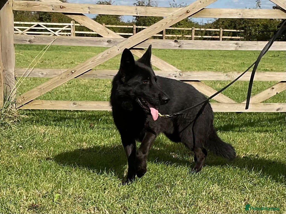 German Shepherd dogs for sale: 2 outstanding Males  - Advert 12